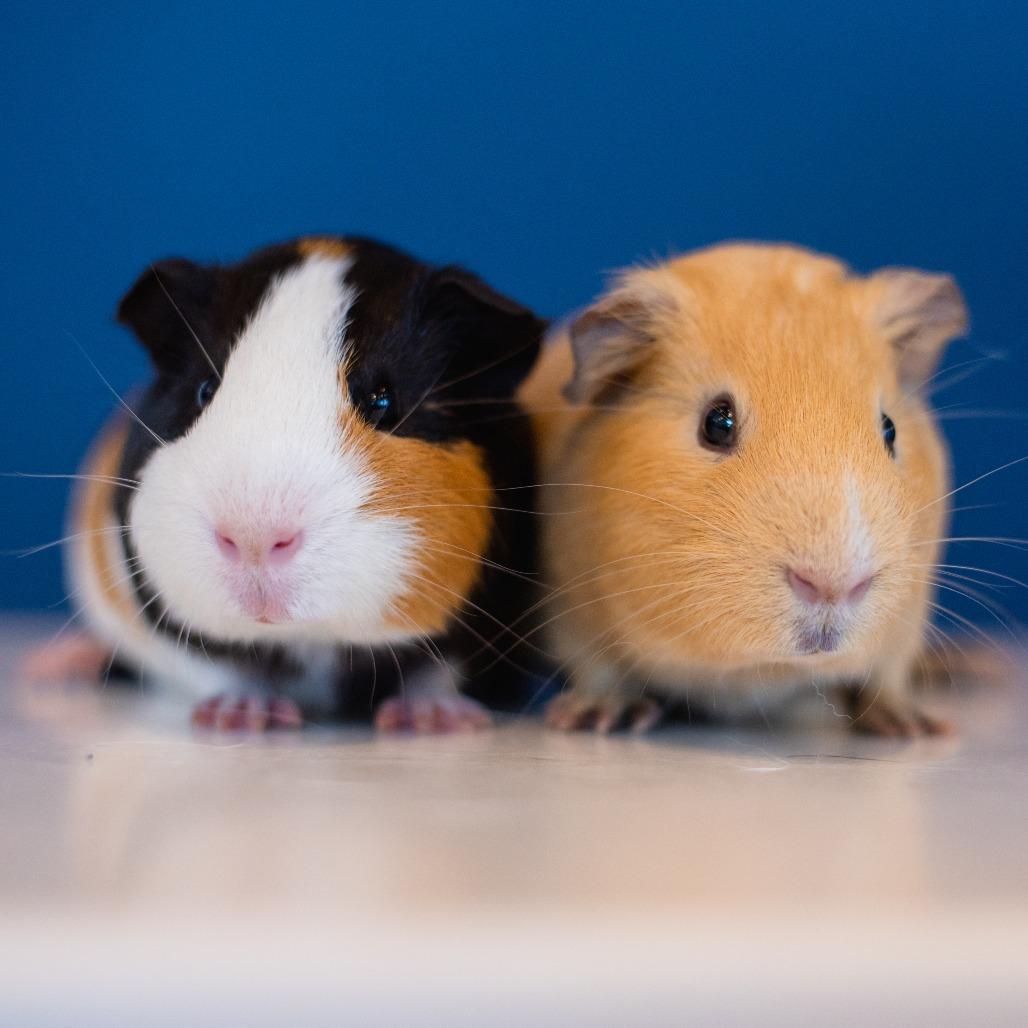 Asta, Adoptable, Baby Male Guinea Pig.