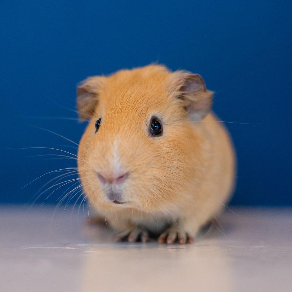 Enlarge Asta, a Adoptable Guinea Pig in Warwick, RI image 2/3