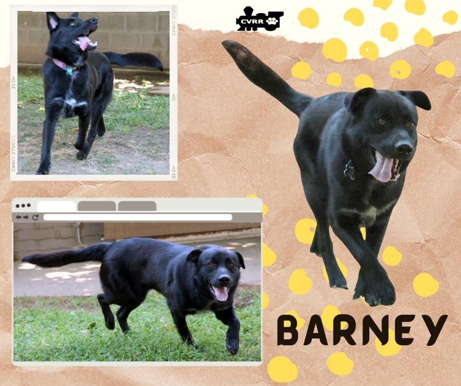 Barney, Adoptable, Adult Male Retriever.