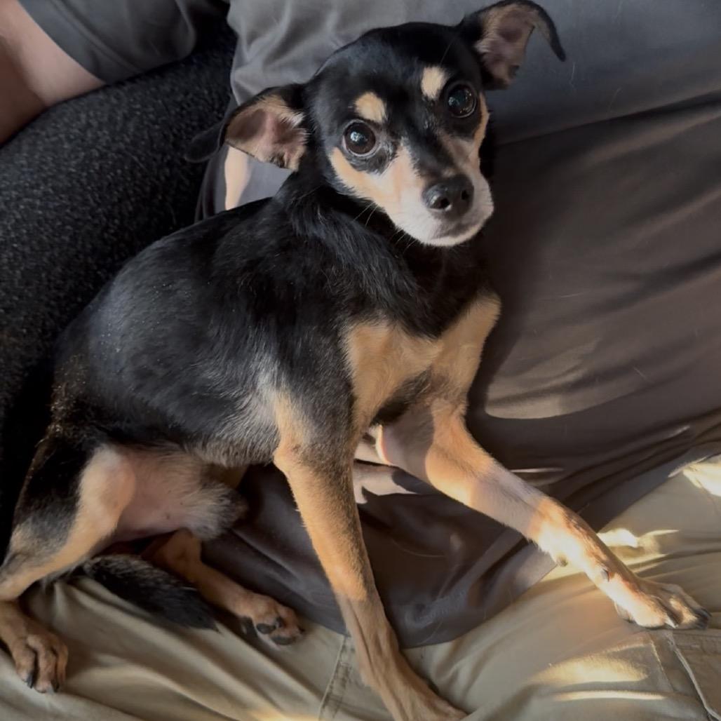Bandit, Adoptable, Adult Male Miniature Pinscher & Chihuahua.