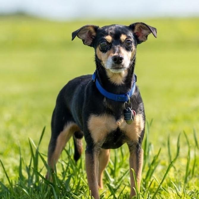 Enlarge Bandit, a Adoptable mixed breed in Las Vegas, NV image 2/2