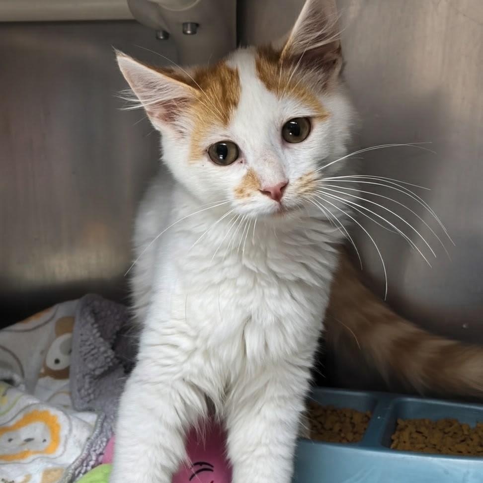 Enlarge Rusty- Bonded with Copper, a Adopted Domestic Medium Hair in West Jefferson, OH image 2/6