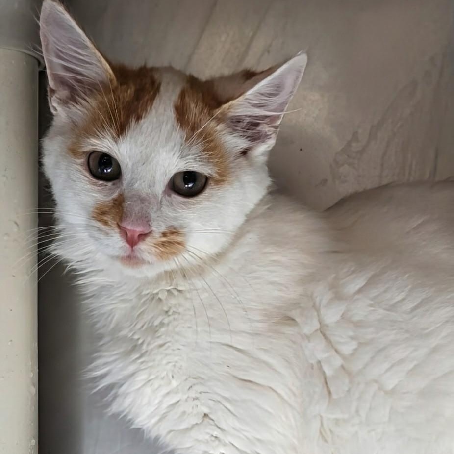 Enlarge Rusty- Bonded with Copper, a Adopted Domestic Medium Hair in West Jefferson, OH image 4/6