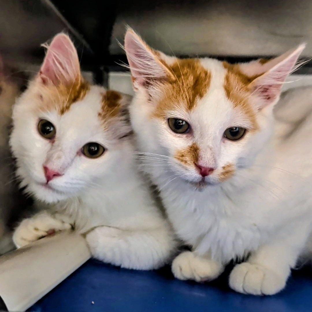 Enlarge Rusty- Bonded with Copper, a Adopted Domestic Medium Hair in West Jefferson, OH image 1/6