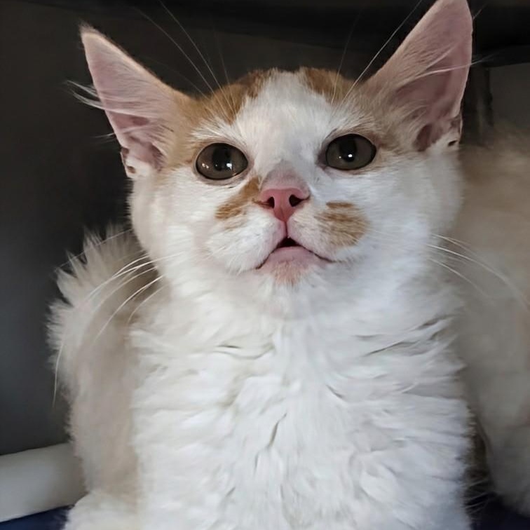Enlarge Rusty- Bonded with Copper, a Adopted Domestic Medium Hair in West Jefferson, OH image 3/6