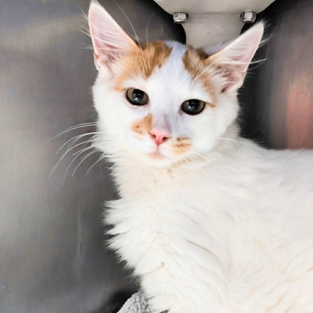 Enlarge Rusty- Bonded with Copper, a Adopted Domestic Medium Hair in West Jefferson, OH image 5/6