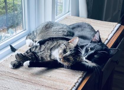 Enlarge Burly, a Adoptable Domestic Short Hair in Romeoville, IL image 1/3