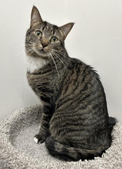 Burly, a Adoptable Domestic Short Hair in Romeoville, IL image 1/3