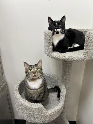 Burly, a Adoptable Domestic Short Hair in Romeoville, IL image 2/3