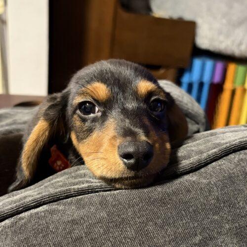 Brochacho, a Adoptable mixed breed in new york, NY image 1/3