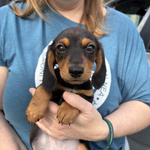 Brochacho, a Adoptable mixed breed in new york, NY image 2/3