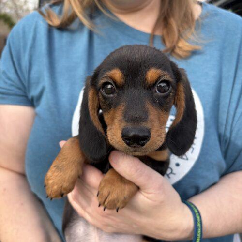 Brochacho, a Adoptable mixed breed in new york, NY image 3/3