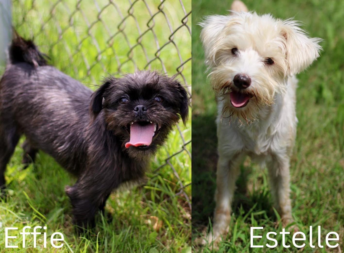 Effie and Estelle, Adoptable, Adult Female Shih Tzu & Maltipoo.