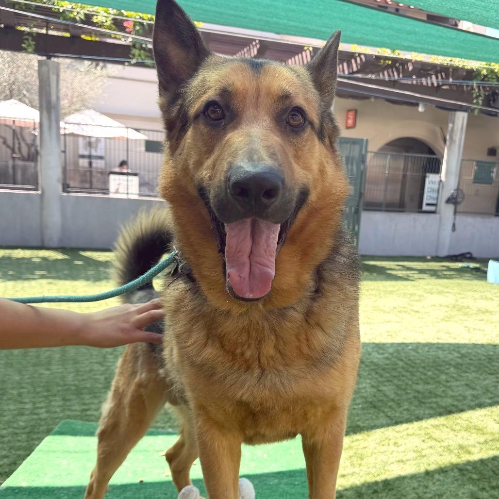 Thursday, Adoptable, Adult Male German Shepherd Dog.
