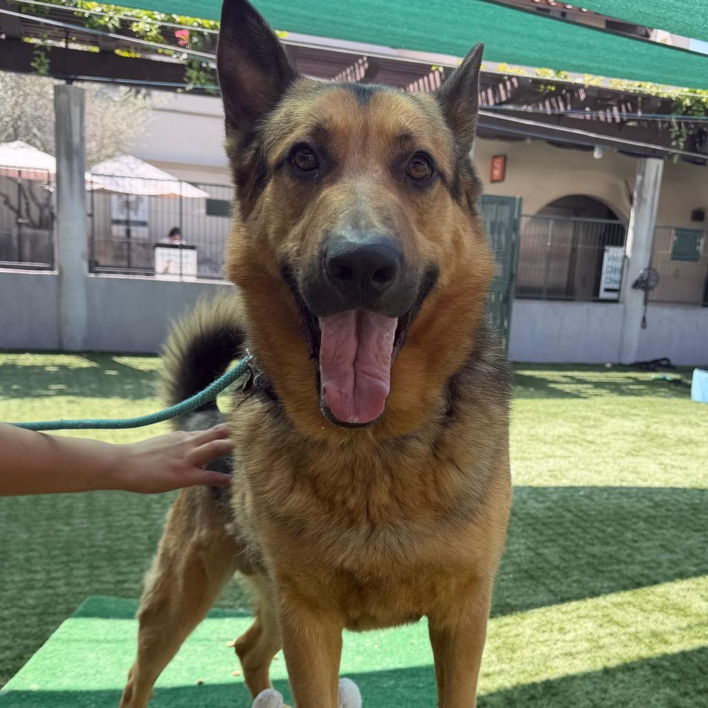 Enlarge Thursday, a Adoptable German Shepherd Dog in Pasadena, CA image 1/4
