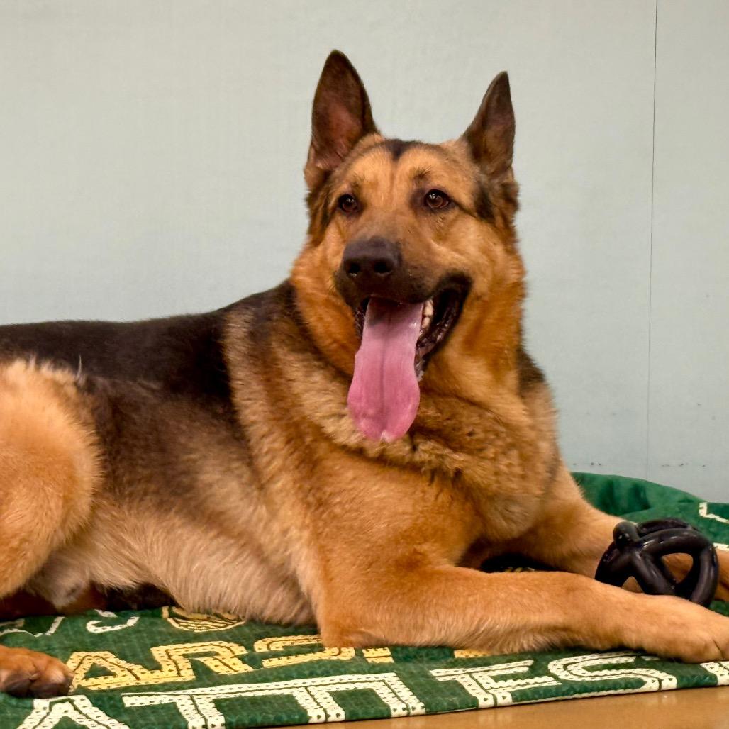 Enlarge Thursday, a Adoptable German Shepherd Dog in Pasadena, CA image 2/4