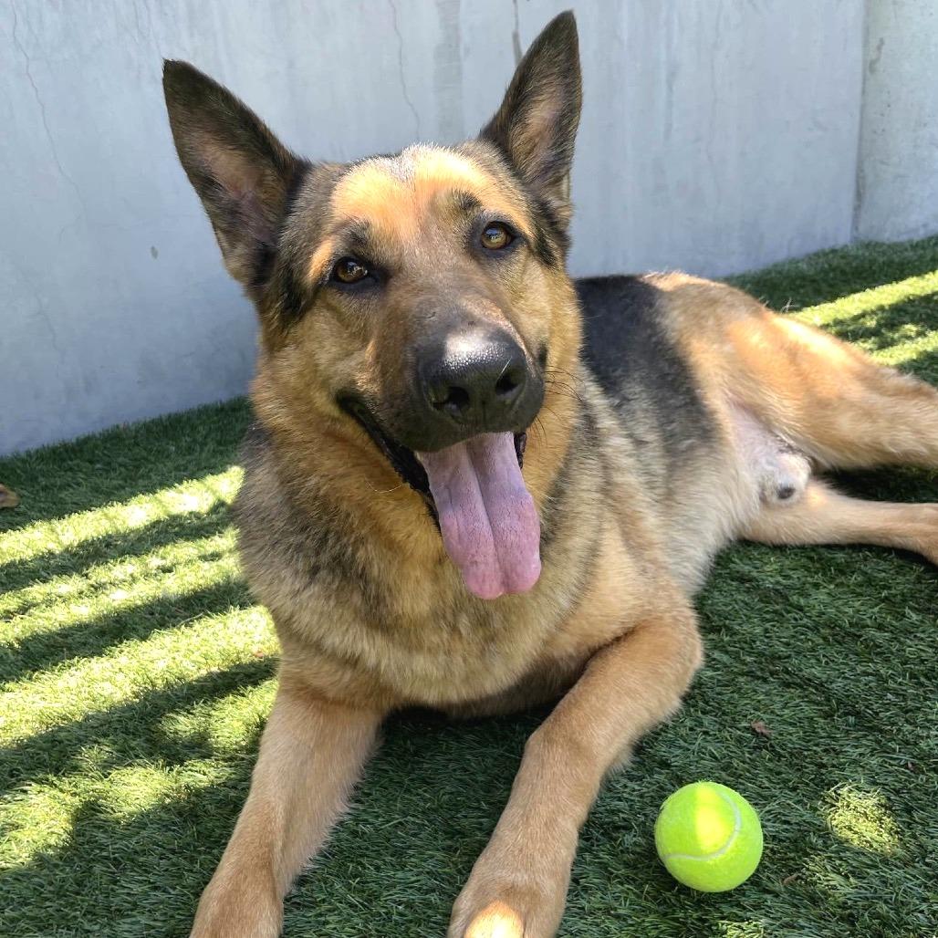 Enlarge Thursday, a Adoptable German Shepherd Dog in Pasadena, CA image 4/6