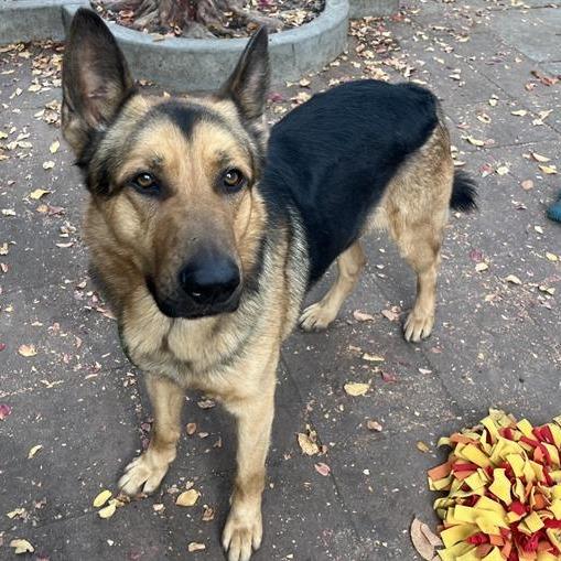 Enlarge Thursday, a Adoptable German Shepherd Dog in Pasadena, CA image 3/4