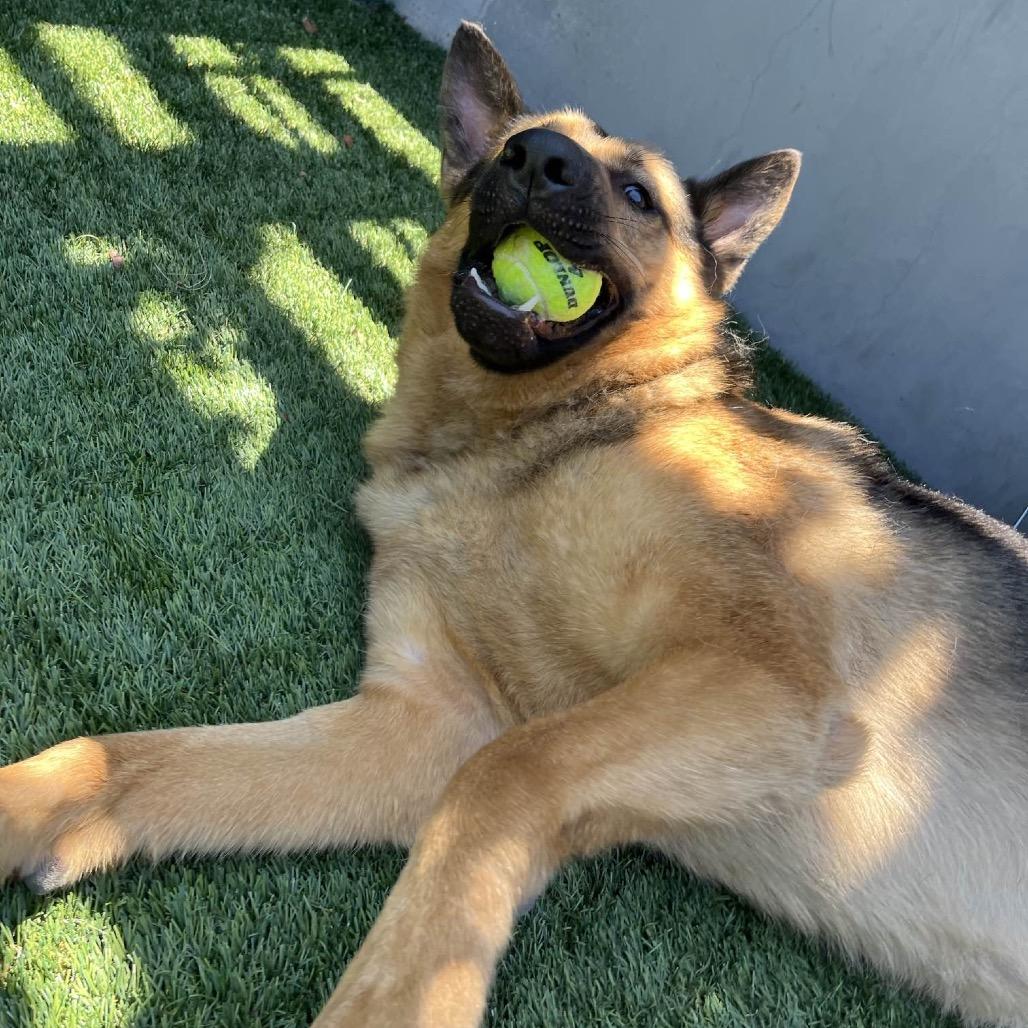Enlarge Thursday, a Adoptable German Shepherd Dog in Pasadena, CA image 5/6