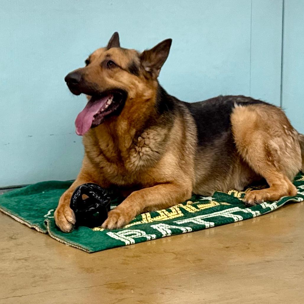 Enlarge Thursday, a Adoptable German Shepherd Dog in Pasadena, CA image 4/4