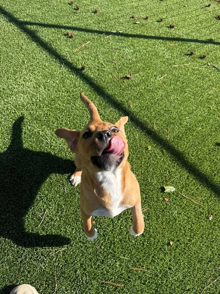 Siena, an adopted mixed breed in Wilmington, NC image 4/6