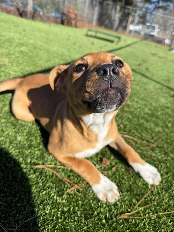 Siena, an adopted mixed breed in Wilmington, NC image 1/6