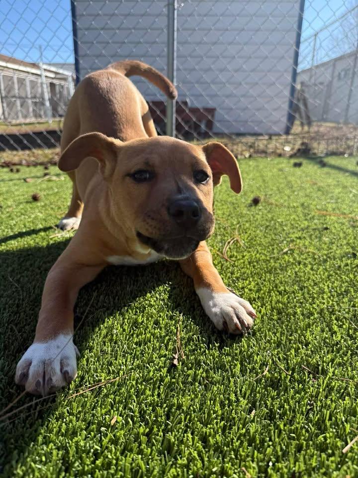 Siena, an adopted mixed breed in Wilmington, NC image 3/6