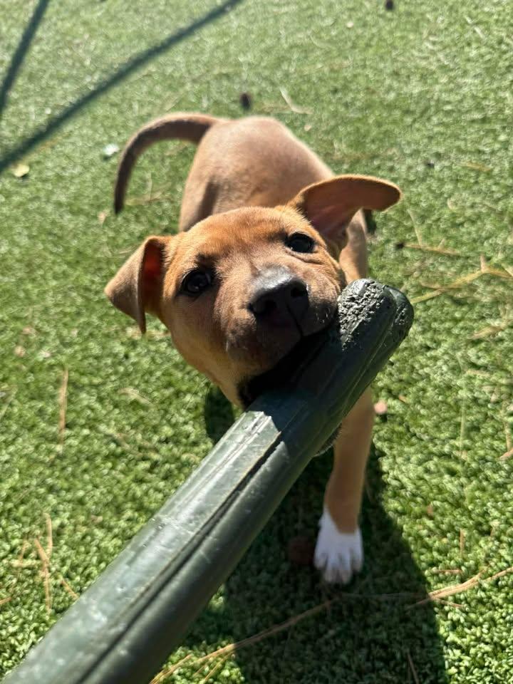 Siena, an adopted mixed breed in Wilmington, NC image 6/6