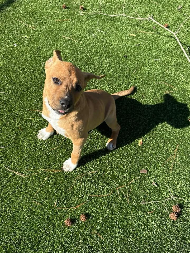 Siena, an adopted mixed breed in Wilmington, NC image 2/6