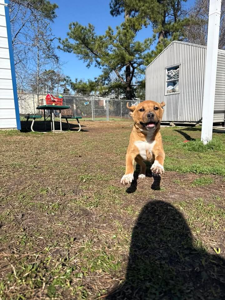 Siena, an adopted mixed breed in Wilmington, NC image 5/6