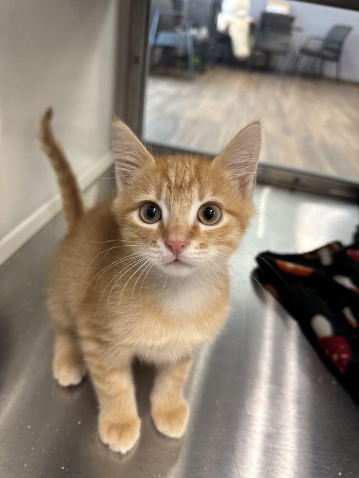 Chestnut, Adopted, Young Male Domestic Short Hair.