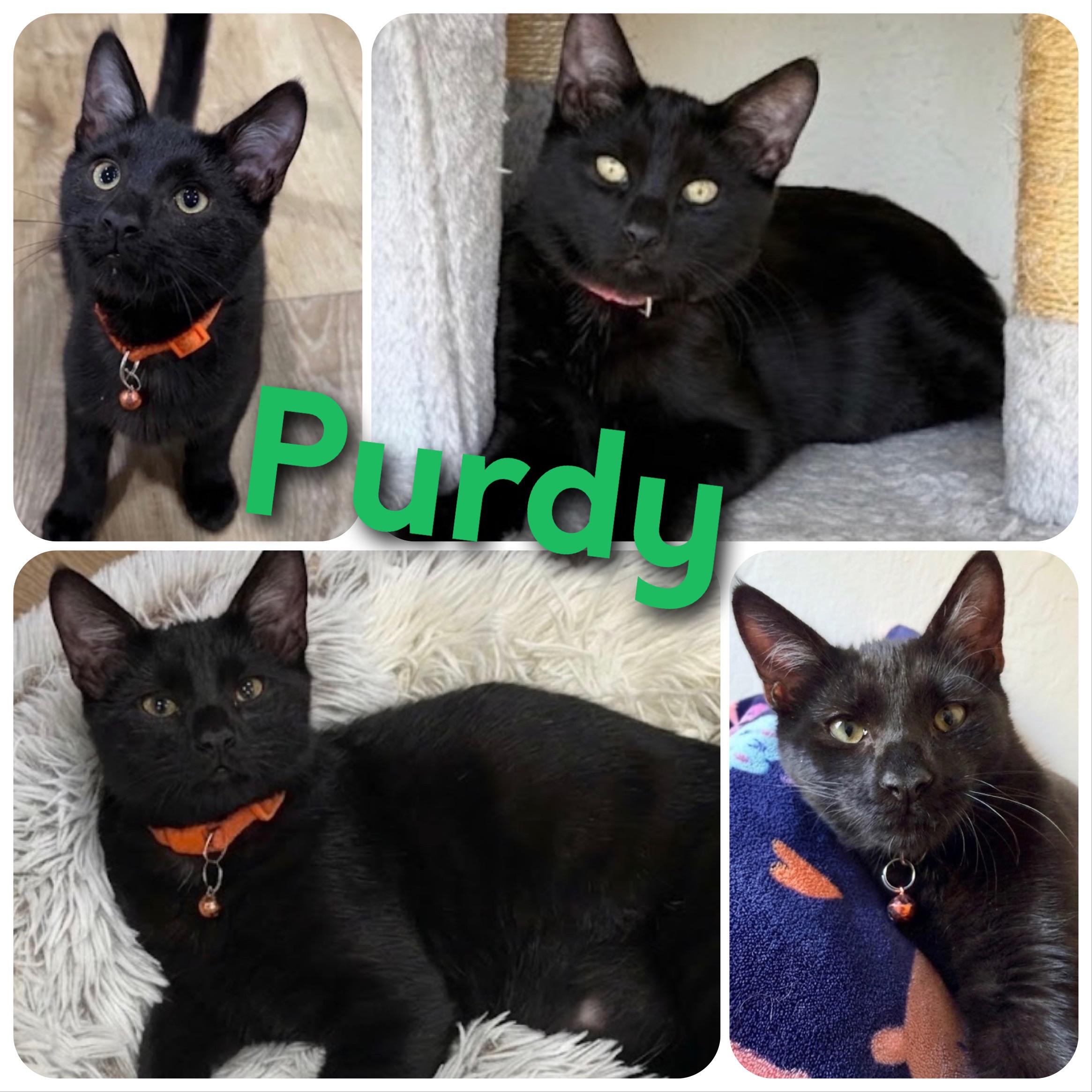 Purdy, Adoptable, Kitten Male Domestic Short Hair.