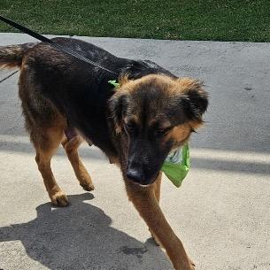 Sarabi, Adoptable, Adult Female Shepherd & Mixed Breed.