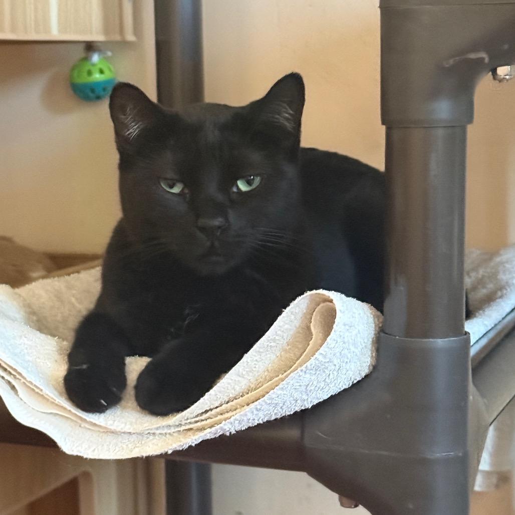 Enlarge Damien, a Adoptable Domestic Short Hair in Desert Hot Springs, CA image 1/3