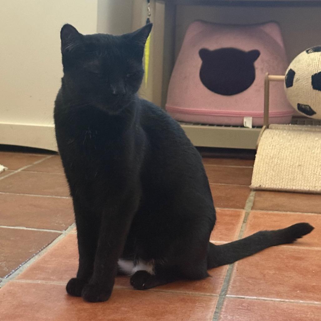 Enlarge Damien, a Adoptable Domestic Short Hair in Desert Hot Springs, CA image 2/3