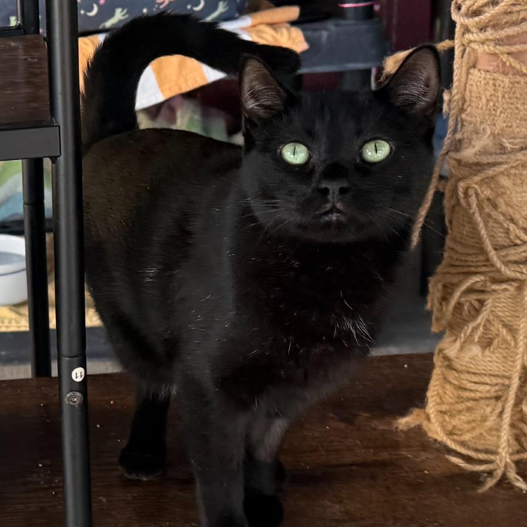 Damien, Adoptable, Adult Female Domestic Short Hair.