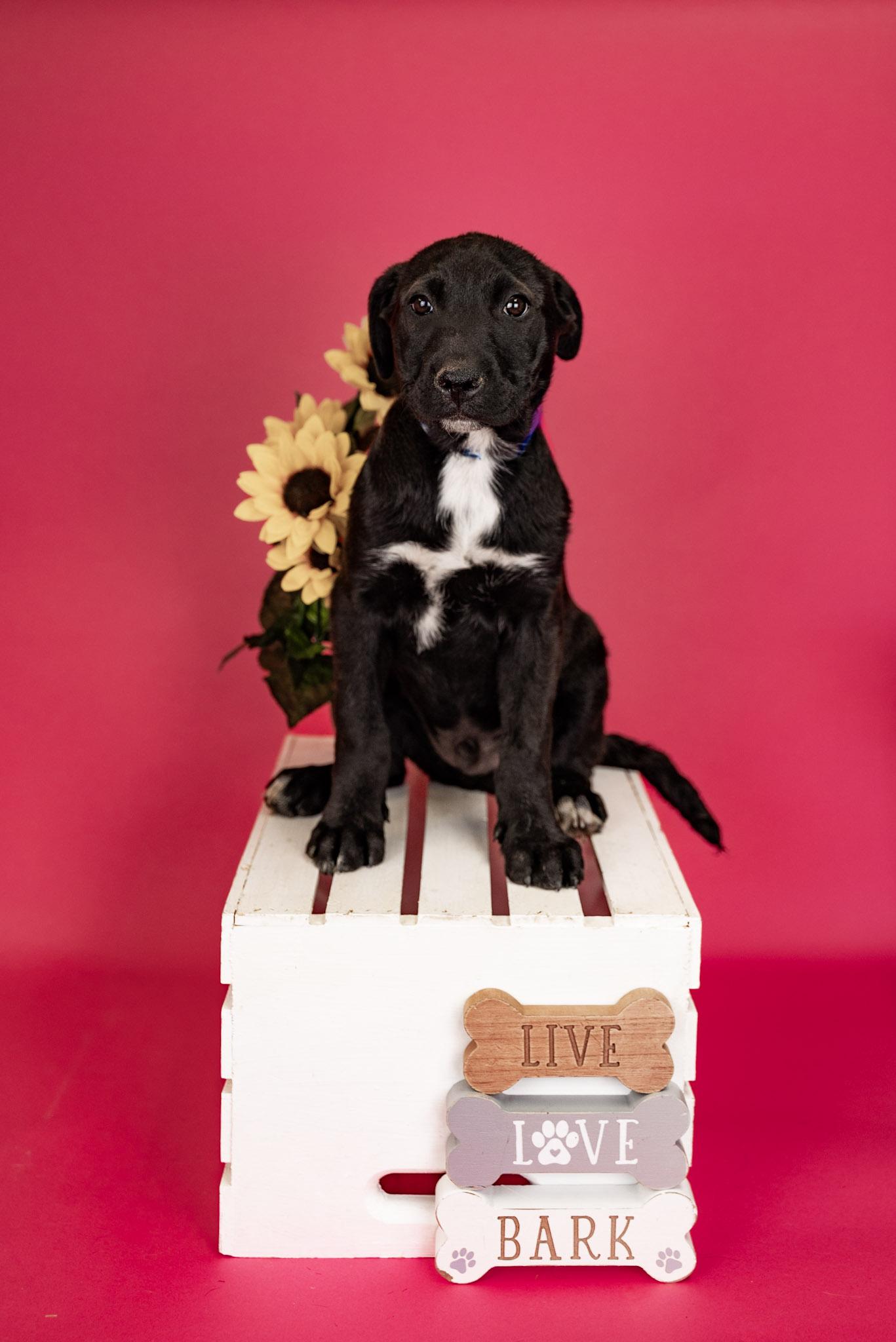 Enlarge 269-26, a ADOPTABLE mixed breed in Brighton, CO image 1/1