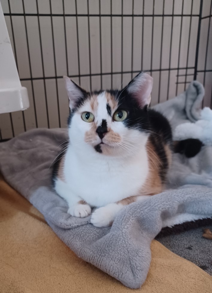 Lovey, an adoptable Calico in Franklinville, NJ_image-1