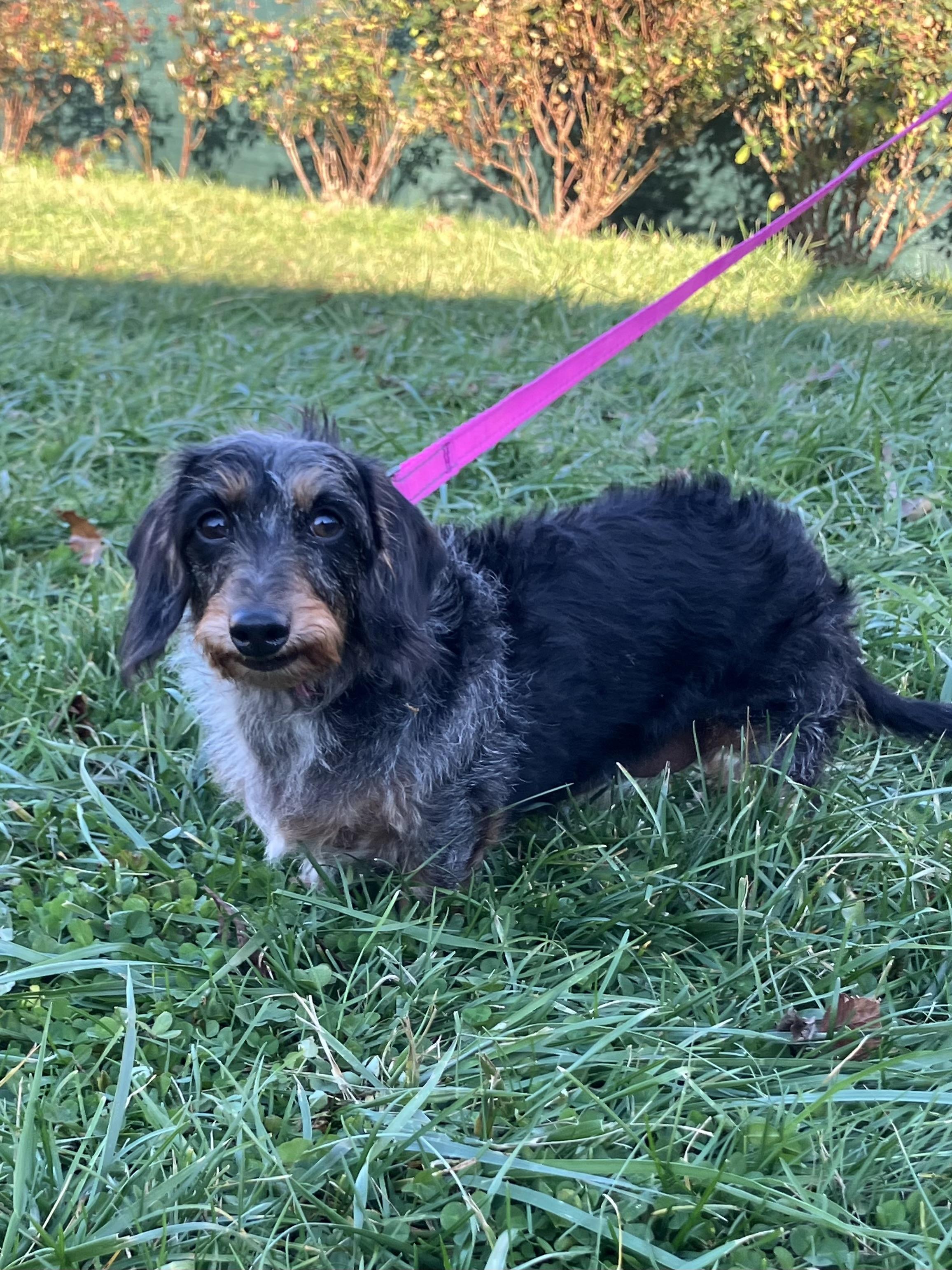 Jazzie, a Adoptable Dachshund in Lebanon, OH image 2/2