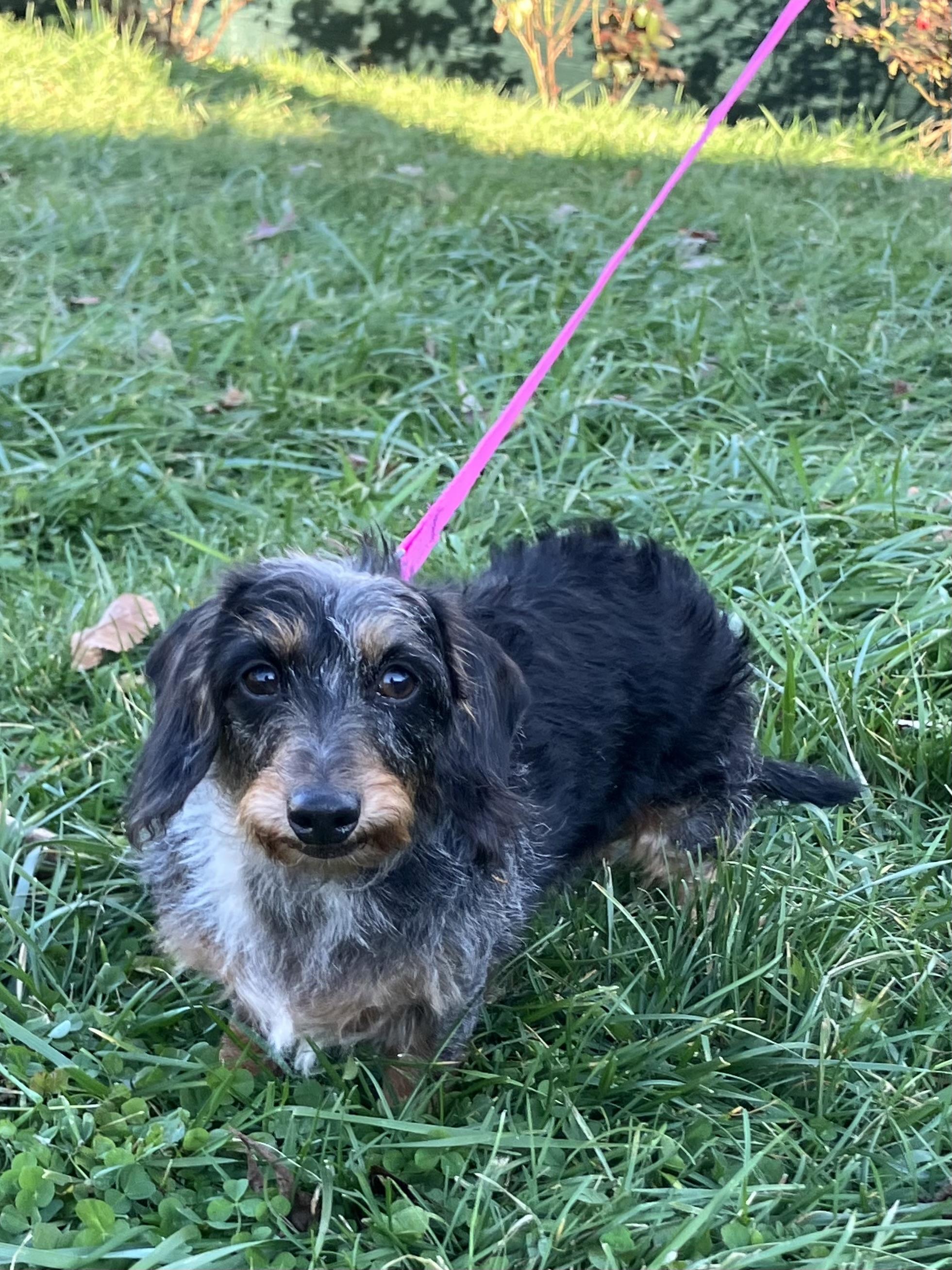 Jazzie, Adoptable, Adult Female Dachshund.