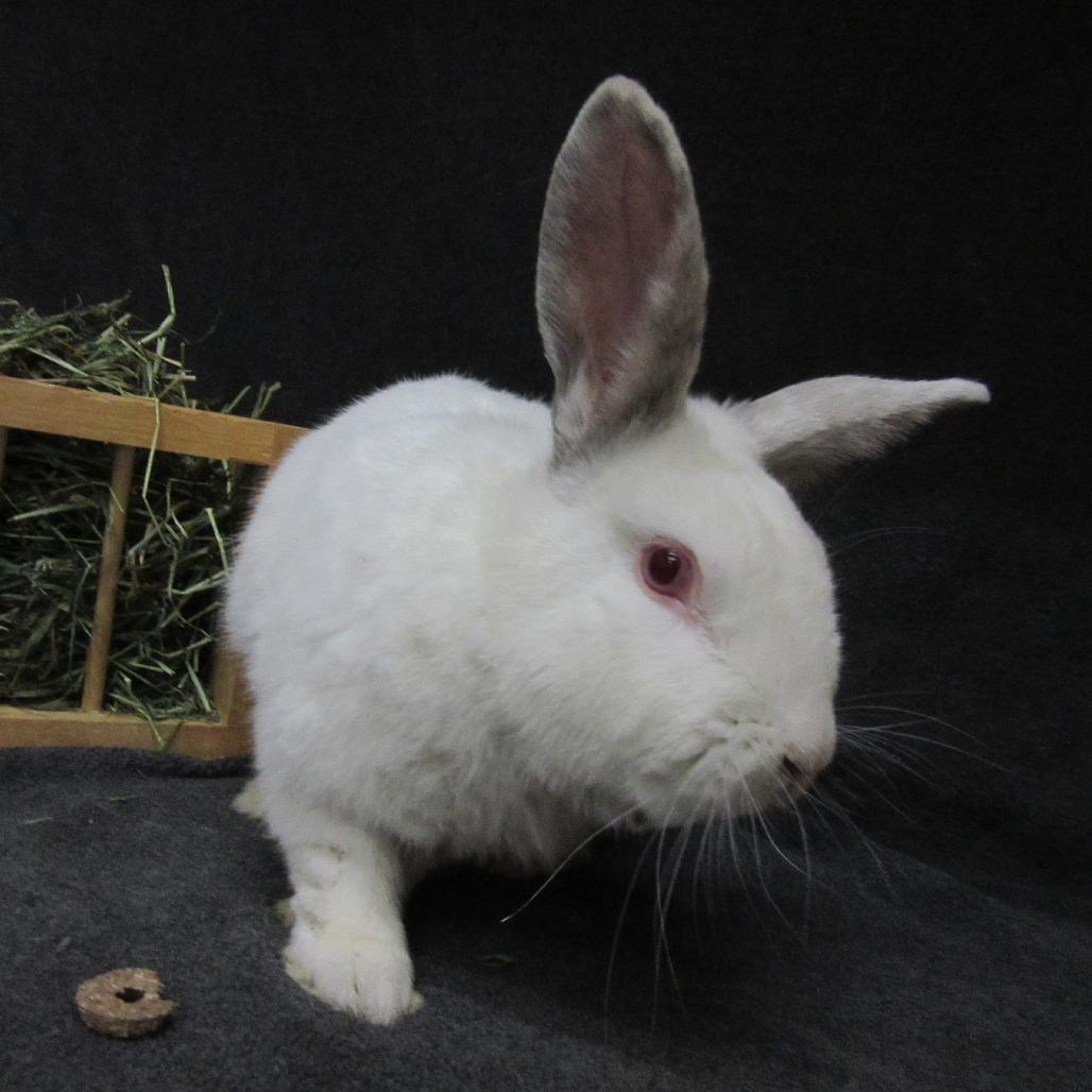 Enlarge Officer Youdee, a Adoptable mixed breed in Newport, PA image 1/4