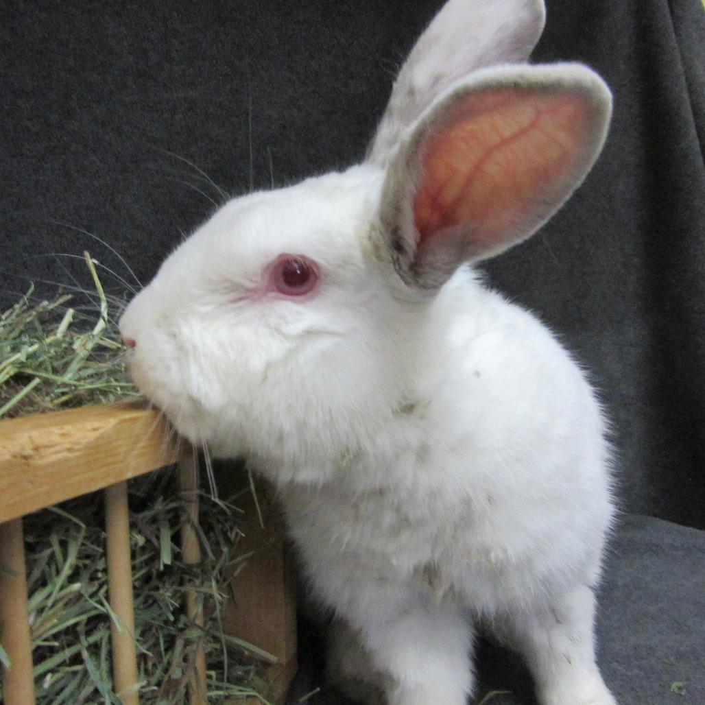 Enlarge Officer Youdee, a Adoptable mixed breed in Newport, PA image 2/4