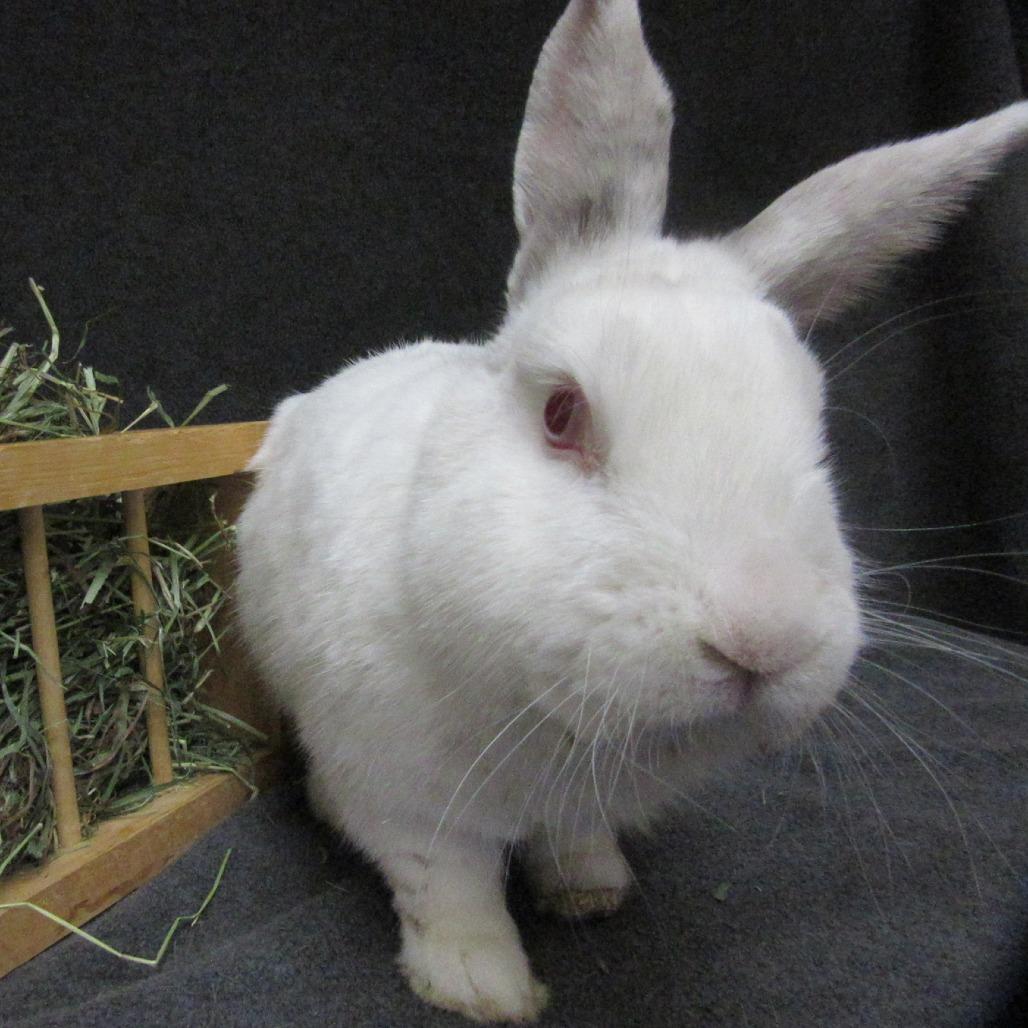 Enlarge Officer Youdee, a Adoptable mixed breed in Newport, PA image 3/4