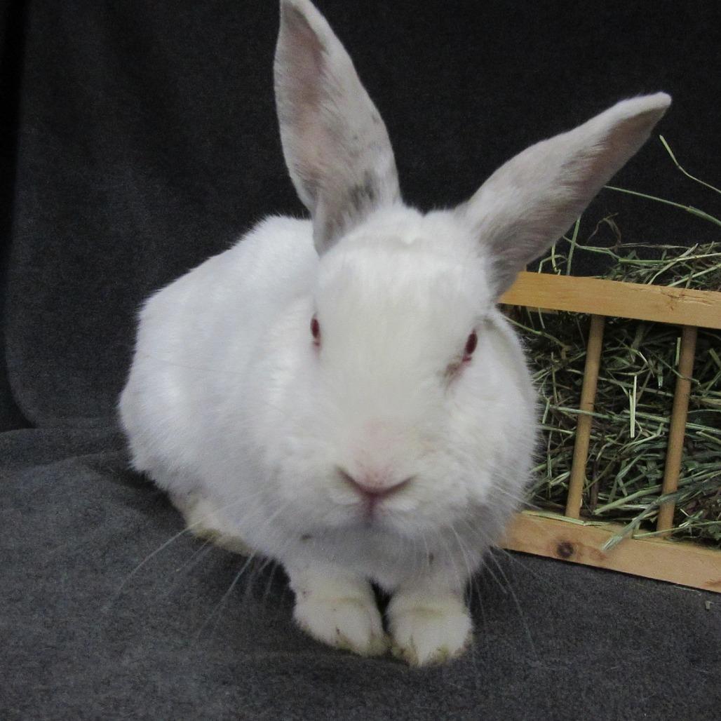 Enlarge Officer Youdee, a Adoptable mixed breed in Newport, PA image 4/4