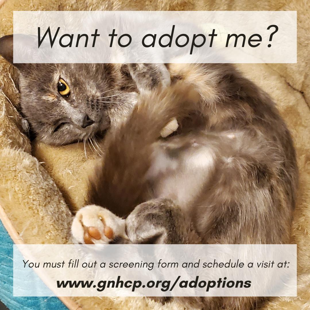 Tutti, a Adoptable Domestic Short Hair in New Haven, CT image 5/5