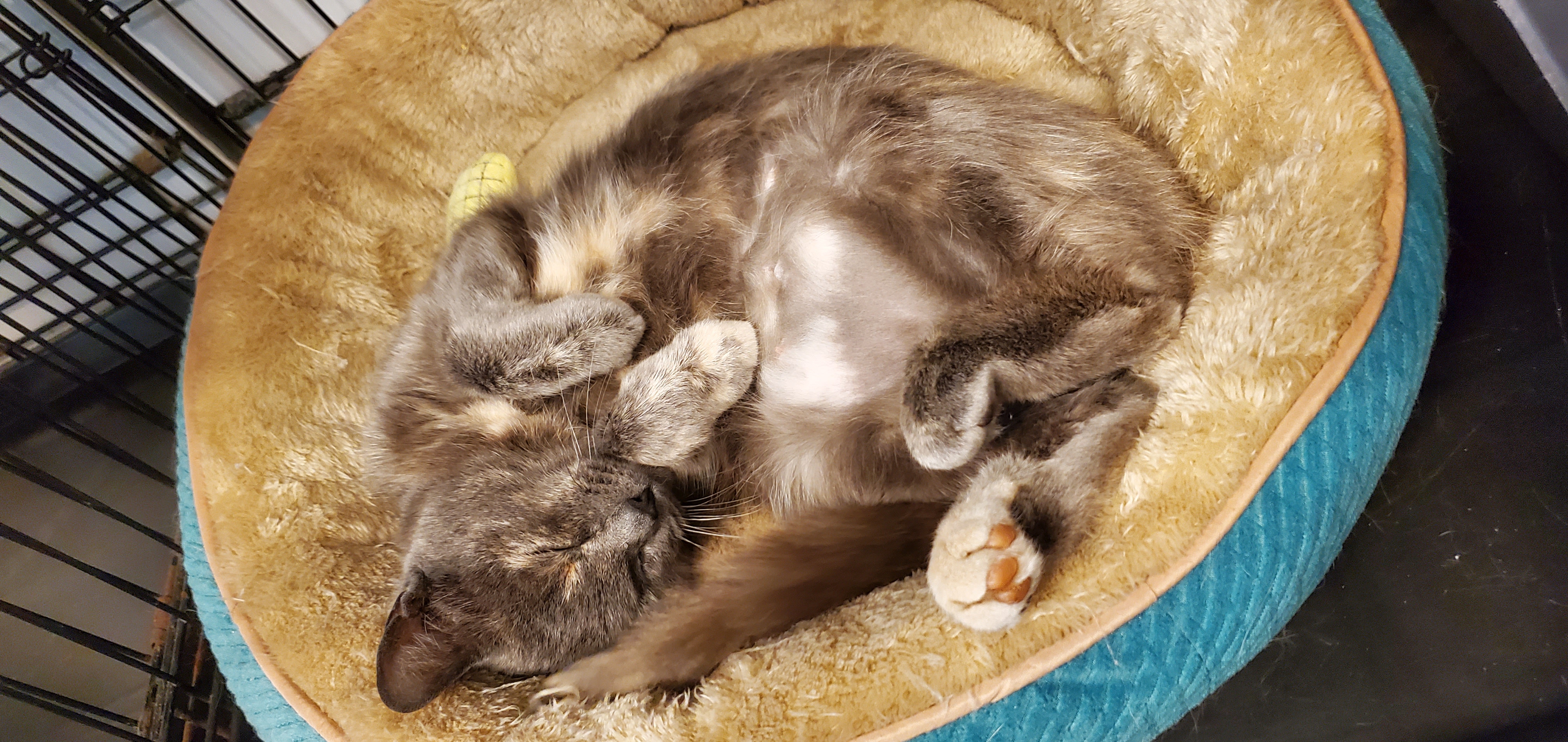 Tutti, a Adoptable Domestic Short Hair in New Haven, CT image 2/5