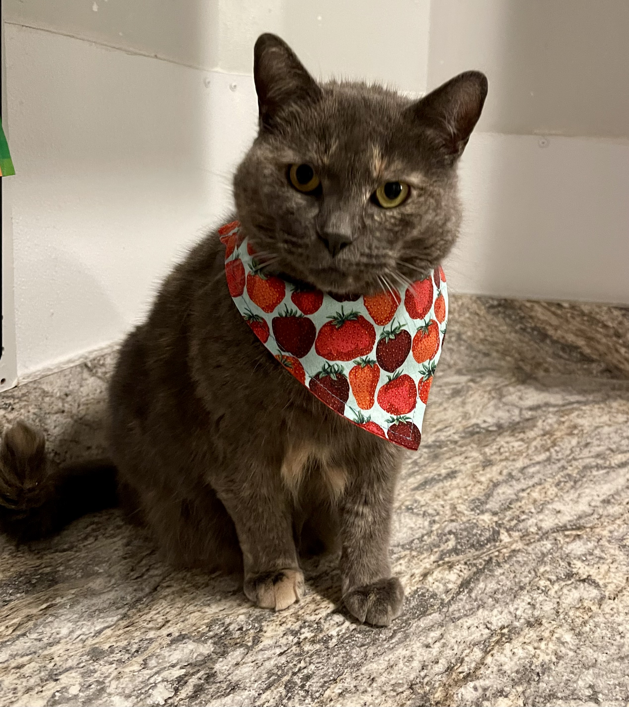 Tutti, a Adoptable Domestic Short Hair in New Haven, CT image 3/5