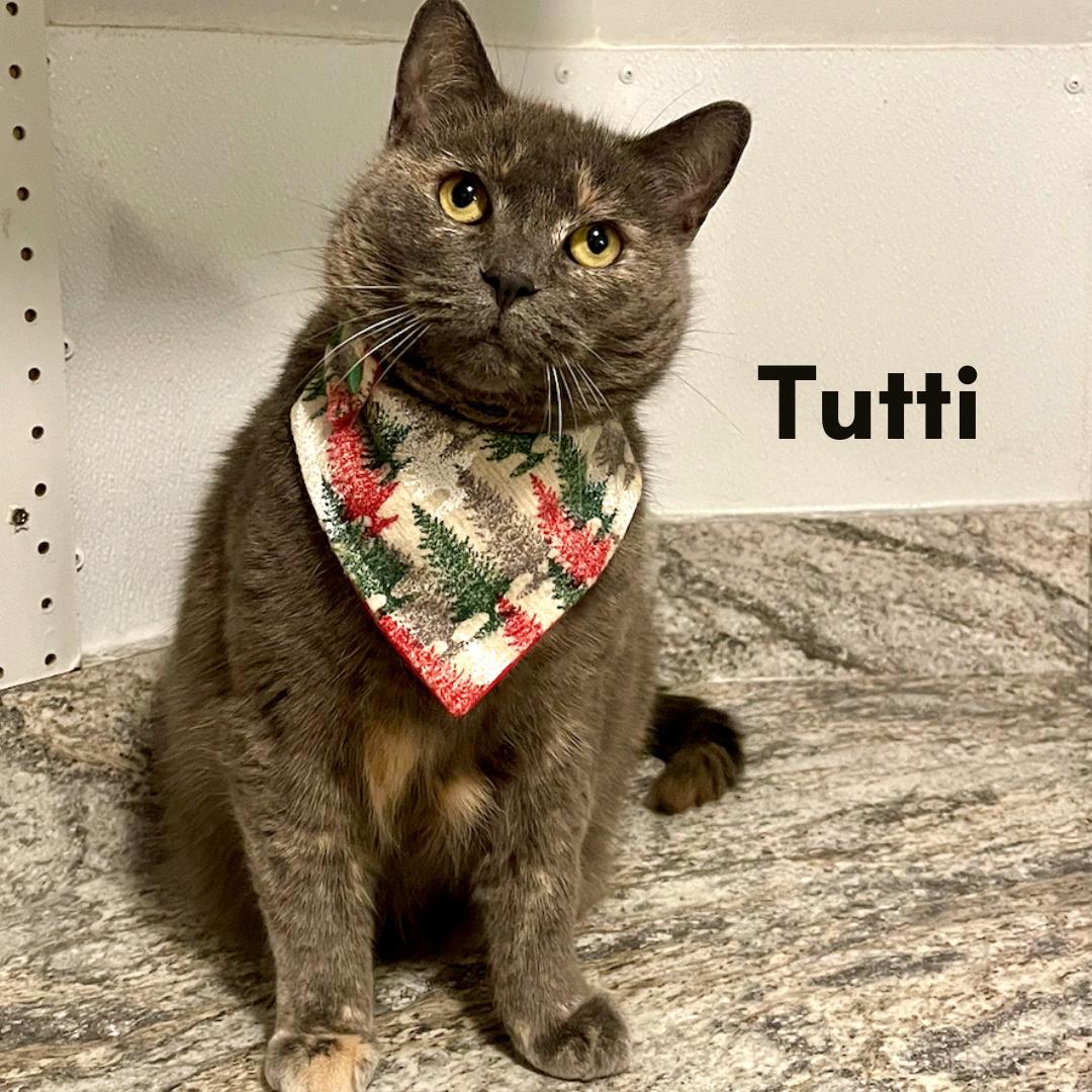 Tutti, a Adoptable Domestic Short Hair in New Haven, CT image 1/5