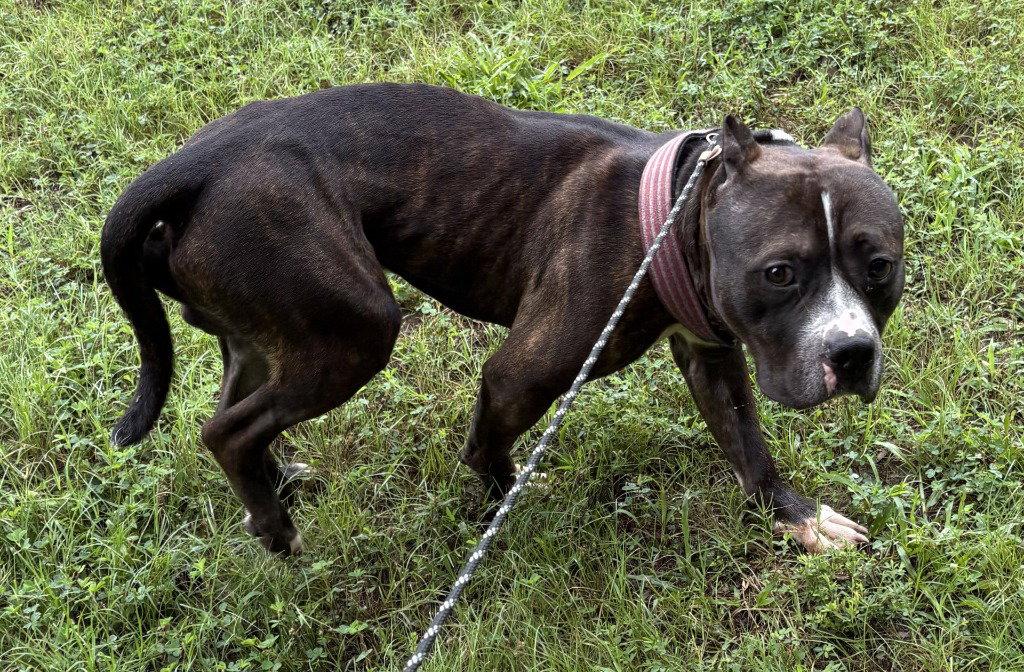 Chop HHS RRP, a Adoptable Pit Bull Terrier in Glen Allen, VA image 1/2