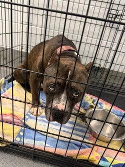 Chop HHS RRP, a Adoptable Pit Bull Terrier in Glen Allen, VA image 2/2
